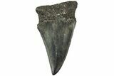 Fossil Broad-Toothed Mako Tooth - South Carolina #214665-1